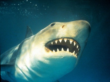 �������� �������� ������